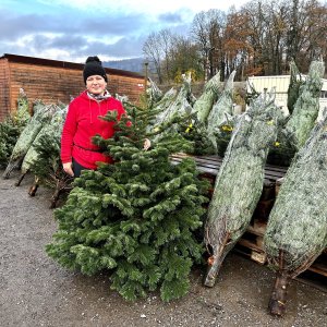 Normandská jedľa (Abies Nordmanniana) - výška 130-180 cm, rezaná - 1. TRIEDA